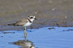 Semipalmated Plover, Charadrius semipalmatus