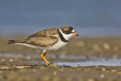 Semipalmated Plover, Charadrius semipalmatus