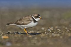 Semipalmated Plover, Charadrius semipalmatus