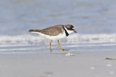 Semipalmated Plover, Charadrius semipalmatus