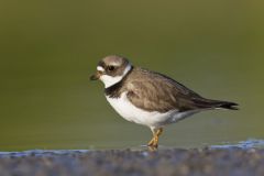 Semipalmated Plover, Charadrius semipalmatus