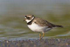 Semipalmated Plover, Charadrius semipalmatus