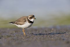 Semipalmated Plover, Charadrius semipalmatus