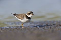 Semipalmated Plover, Charadrius semipalmatus