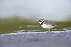 Semipalmated Plover, Charadrius semipalmatus