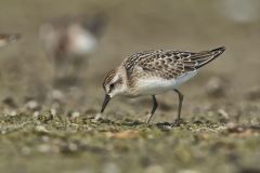 Semipalmated Sandpiper, Calidris pusilla