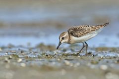 Semipalmated Sandpiper, Calidris pusilla