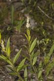 Seneca Snakeroot, Senega officinalis