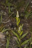 Seneca Snakeroot, Senega officinalis