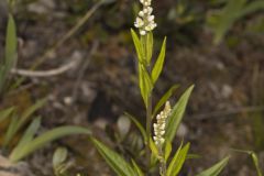 Seneca Snakeroot