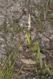 Seneca Snakeroot, Senega officinalis