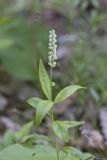 Seneca Snakeroot, Senega officinalis
