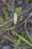 Seneca Snakeroot, Senega officinalis
