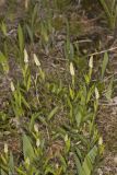 Seneca Snakeroot, Senega officinalis