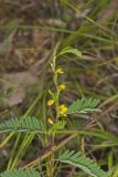 Sensitive Partridge Pea, Chamaecrista nictitans