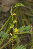 Sensitive Partridge Pea, Chamaecrista nictitans