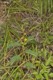 Sensitive Partridge Pea, Chamaecrista nictitans