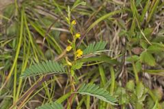Sensitive Partridge Pea