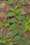 Sensitive Partridge Pea, Chamaecrista nictitans