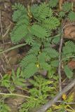 Sensitive Partridge Pea, Chamaecrista nictitans