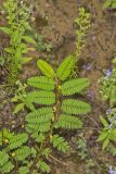 Sensitive Partridge Pea, Chamaecrista nictitans