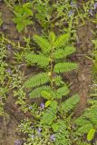 Sensitive Partridge Pea, Chamaecrista nictitans