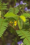 Sensitive Partridge Pea, Chamaecrista nictitans
