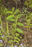 Sensitive Partridge Pea, Chamaecrista nictitans