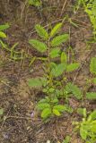 Sensitive Partridge Pea, Chamaecrista nictitans