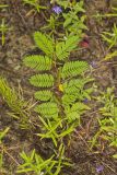Sensitive Partridge Pea, Chamaecrista nictitans