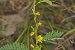 Sensitive Partridge Pea, Chamaecrista nictitans
