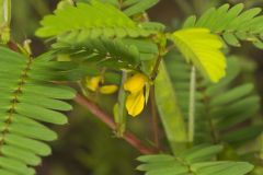Sensitive Partridge Pea, Chamaecrista nictitans