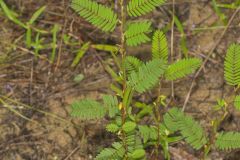 Sensitive Partridge Pea, Chamaecrista nictitans