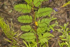 Sensitive Partridge Pea, Chamaecrista nictitans