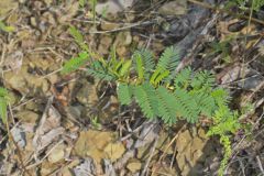 Sensitive Partridge Pea, Chamaecrista nictitans
