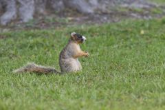 Sherman's Fox Squirrel, Sciurus niger shermani