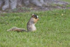 Sherman's Fox Squirrel, Sciurus niger shermani