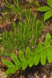 Shining Clubmoss, Huperzia lucidula