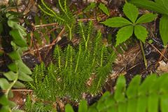Shining Clubmoss, Huperzia lucidula