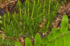 Shining Clubmoss, Huperzia lucidula