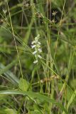 Shining Ladies' Tresses, Spiranthes lucida