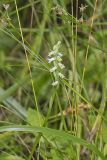 Shining Ladies' Tresses, Spiranthes lucida