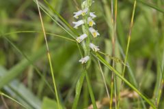 Shining Ladies' Tresses, Spiranthes lucida