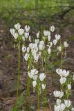 Shooting Star, Dodecatheon meadia