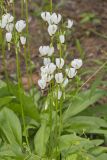Shooting Star, Dodecatheon meadia