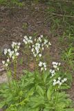 Shooting Star, Dodecatheon meadia