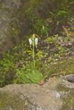 Shooting Star, Dodecatheon meadia