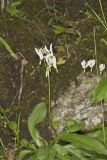Shooting Star, Dodecatheon meadia