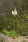 Shooting Star, Dodecatheon meadia