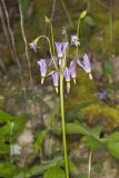 Shooting Star, Dodecatheon meadia